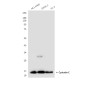 Cystatin C (6A4) Mouse mAb ABZ4040