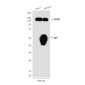 EGFR (5E9) Mouse mAb ABZ4042