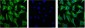 EGFR (3A9) Mouse mAb ABZ4043