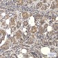 EGFR (3A9) Mouse mAb ABZ4043
