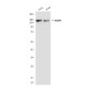 EGFR (3A9) Mouse mAb ABZ4043