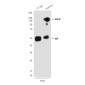 EGFR (1A11) Mouse mAb ABZ4044