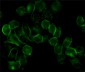 EGFR (5E10) Mouse mAb ABZ4045