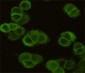 EGFR (5E10) Mouse mAb ABZ4045