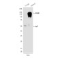 EGFR (5E10) Mouse mAb ABZ4045