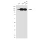 EGFR (5E10) Mouse mAb ABZ4045