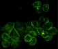 EGFR (6H11) Mouse mAb ABZ4046