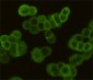 EGFR (6H11) Mouse mAb ABZ4046
