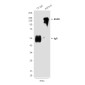 EGFR (6H11) Mouse mAb ABZ4046