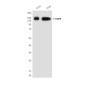 EGFR (6H11) Mouse mAb ABZ4046