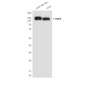 EGFR (6H11) Mouse mAb ABZ4046