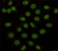 KDM1/LSD1 Mouse mAb ABZ4052