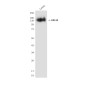 CD133 (6H10) Mouse mAb ABZ4053