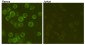 CD19 Mouse mAb (FITC) ABZ4056