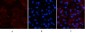 CD23 (3D1) Mouse mAb ABZ4059
