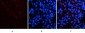 CD23 (3D1) Mouse mAb ABZ4059