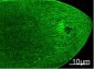 MYH1 (9C7) Mouse mAb ABZ4060