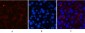 CD21 (3B1) Mouse mAb ABZ4061