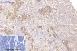CD15 Mouse mAb ABZ4062