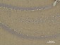CD15 Mouse mAb ABZ4062