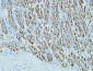 CD15 Mouse mAb ABZ4062
