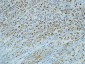 CD15 Mouse mAb ABZ4062