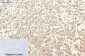 ITGA2B/CD41 (9G4) Mouse mAb ABZ4063