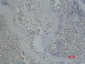 ITGA2B/CD41 (9G4) Mouse mAb ABZ4063