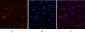 CD1a (4C3) Mouse mAb ABZ4065