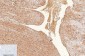 CD1a (4C3) Mouse mAb ABZ4065