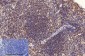 CD2 (3F10) Mouse mAb ABZ4066