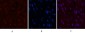 CD5 (10F9) Mouse mAb ABZ4067