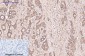 CD5 (10F9) Mouse mAb ABZ4067