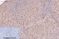 CD5 (10F9) Mouse mAb ABZ4067