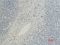 CD5 (10F9) Mouse mAb ABZ4067