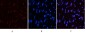 CD10 (7C7) Mouse mAb ABZ4068