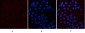 CD10 (7C7) Mouse mAb ABZ4068