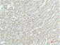 alpha Actinin (1A5) Mouse mAb ABZ4069