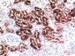Cystatin C (4A9) Mouse mAb ABZ4072
