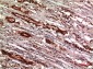 Cystatin C (7E3) Mouse mAb ABZ4073