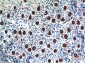 Cystatin C (7E3) Mouse mAb ABZ4073
