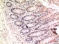gamma Tubulin (8H4) Mouse mAb ABZ4074