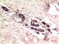 gamma Tubulin (9B5) Mouse mAb ABZ4075