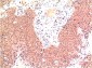 epsilon Tubulin (4C4) Mouse mAb ABZ4076