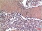 Cyclin B1 Mouse mAb ABZ4077