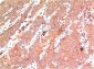 epsilon Tubulin (7D3) Mouse mAb ABZ4078