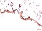 PDGFR alpha (7H6) Mouse mAb ABZ4080