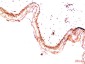 PDGFR alpha (7H6) Mouse mAb ABZ4080