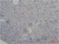 TATA binding protein TBP Mouse mAb ABZ4084