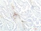 JAK1 (8D8) Mouse mAb ABZ4086